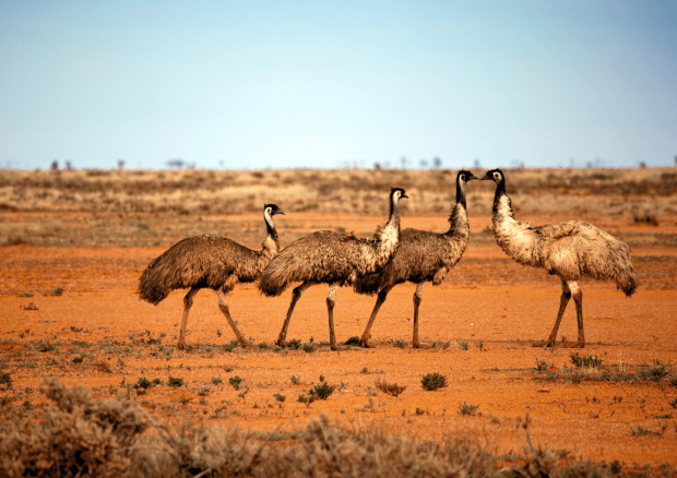 emus