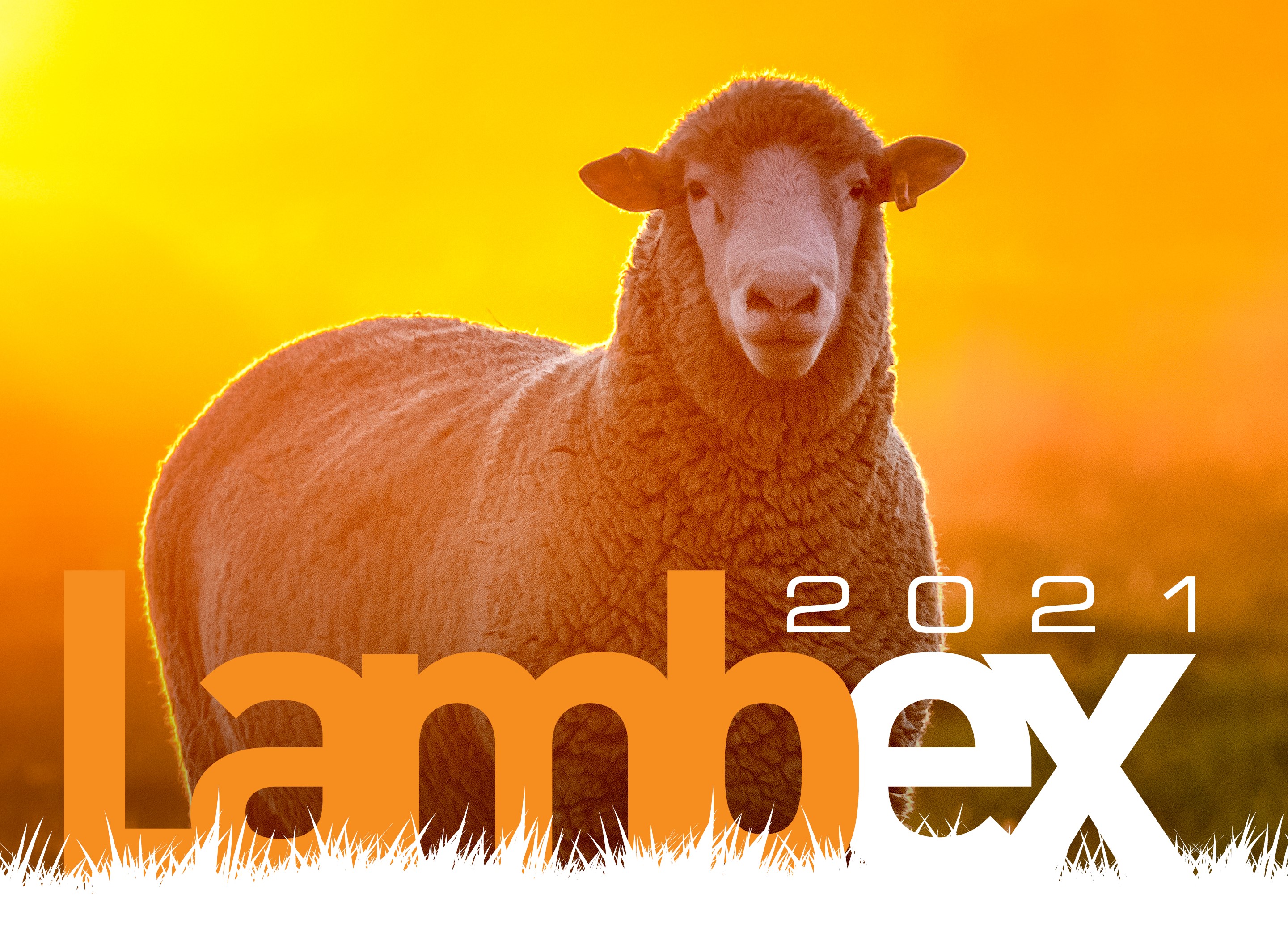 LambEx-2021-Website2